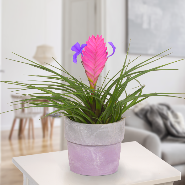 Tillandsia Cyanea lila Topf