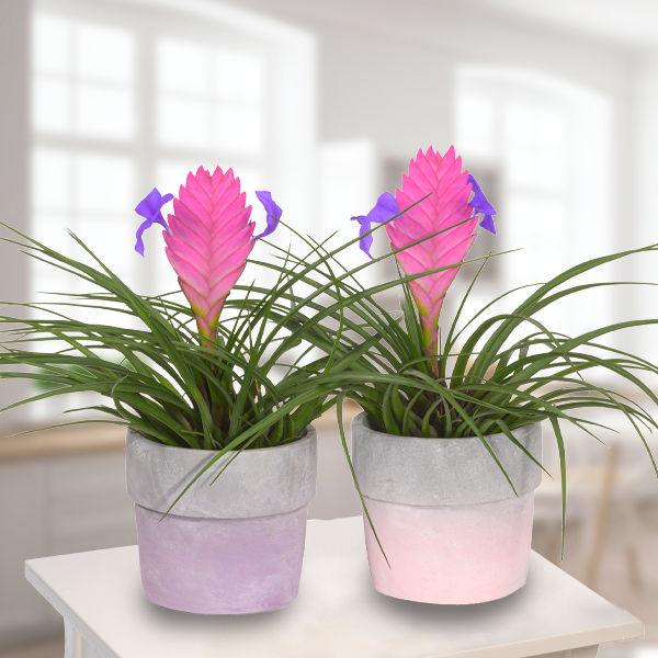 2 Tillandsia Cyanea