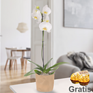 Weiße Orchidee in Papiertüte mit 2 Ferrero Rocher