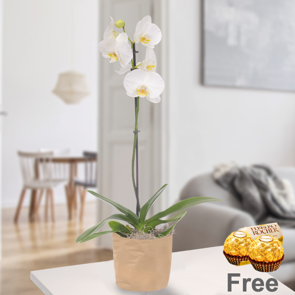 White Orchid in paper bag with 2 Ferrero Rocher