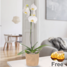 White Orchid in paper bag with 2 Ferrero Rocher
