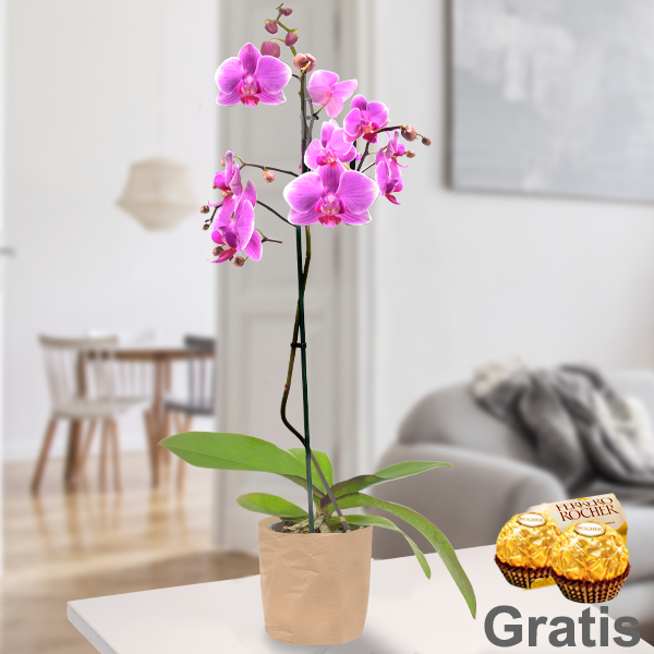 Rosa Orchidee in Papiertüte mit 2 Ferrero Rocher