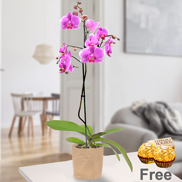 Pink Orchid in paper bag with 2 Ferrero Rocher