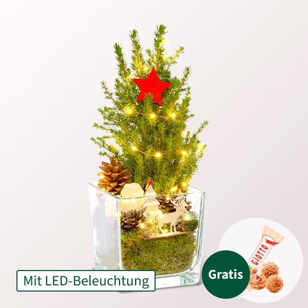 Weihnachtsbaum Weihnachtsstimmung mit Lichterkette & mit Ferrero Giotto 3er
