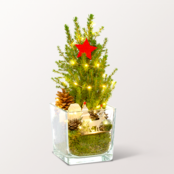 X-Mas Tree Weihnachtsstimmung with X-Mas lights & with 3 Ferrero Giotto