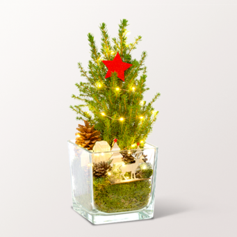 X-Mas Tree Weihnachtsstimmung with X-Mas lights & with 3 Ferrero Giotto