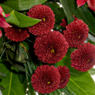 Premium Bouquer Weihnachtsromanze with premium vase & 2 Ferrero Rocher