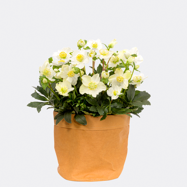 White Snow Rose in Kraft Pod Easy natural coloured