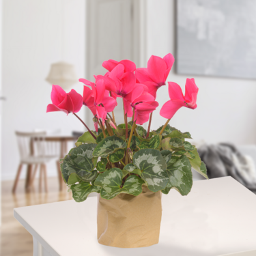 Cyclamen in paper bag Cyclamen in paper bag