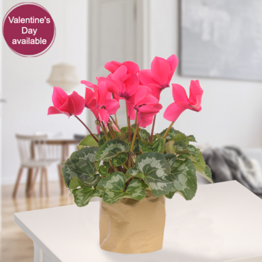 Cyclamen in paper bag Cyclamen in paper bag