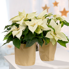 Weißer Weihnachtsstern in Papiertüte