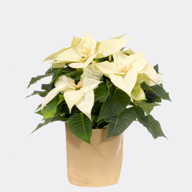 Weißer Weihnachtsstern in Papiertüte