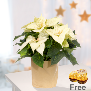 White Poinsettia in paper bag with 2 Ferrero Rocher White Poinsettia in paper bag with 2 Ferrero Rocher