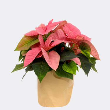 Rosa Weihnachtsstern in Papiertüte
