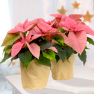 Rosa Weihnachtsstern in Papiertüte
