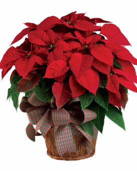 Christmas Poinsettia
