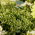 Premium Bouquet Frühlingsfrische with premium vase & 2 Ferrero Rocher