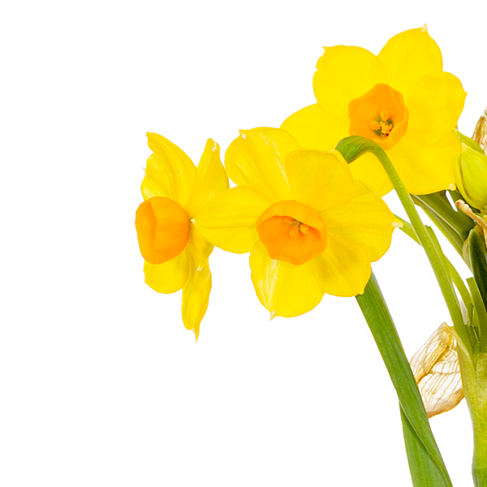 Flower Arrangement Daffodil Dream