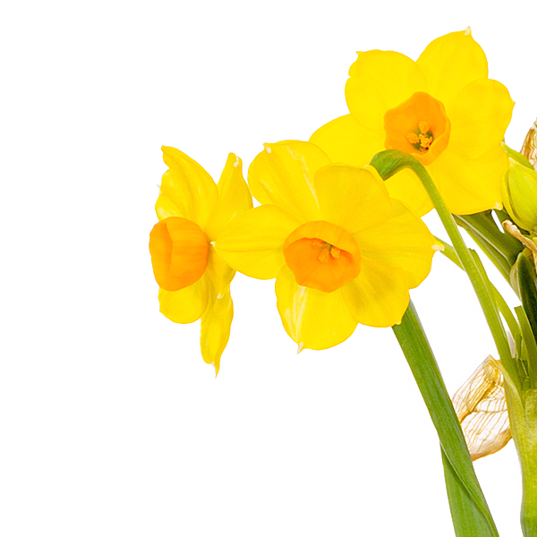 Flower Arrangement Daffodil Dream