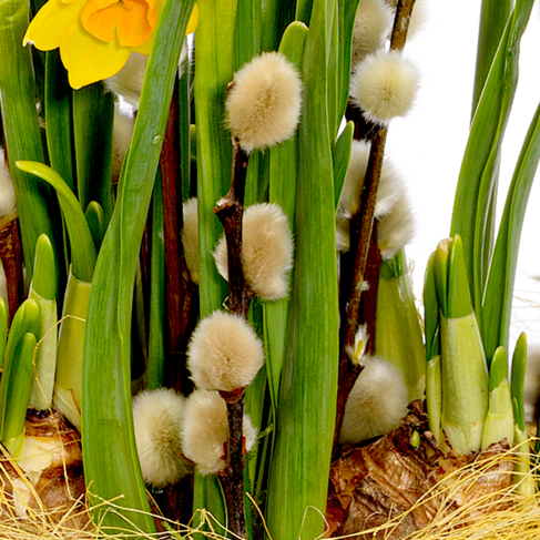Blumenarrangement Narzissentraum