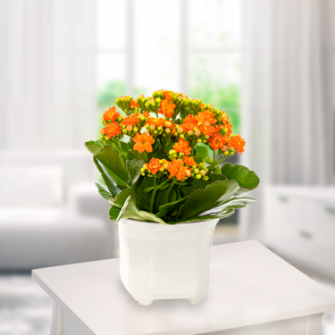 Orange Kalanchoe Orange Kalanchoe