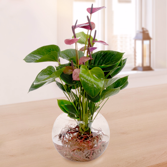 Water Plant Anthurie Baby Purple