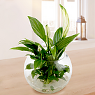 Water Plant Peace Lily "Kochii"