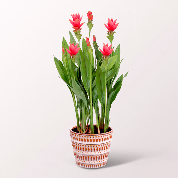 Curcuma Siam Sublime