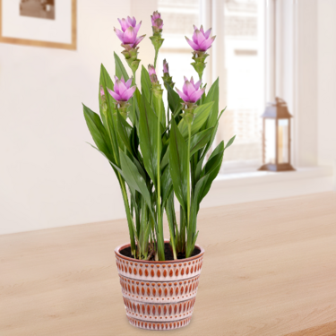 Curcuma "Siam Splash" Curcuma "Siam Splash"