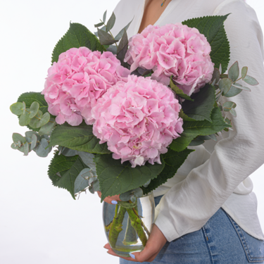 Rosa Hortensien mit Eukalyptus Rosa Hortensien mit Eukalyptus