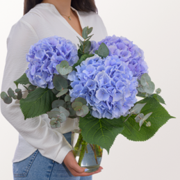 Blue Hydrangea with Eucalyptus with vase & 3 Ferrero Giotto
