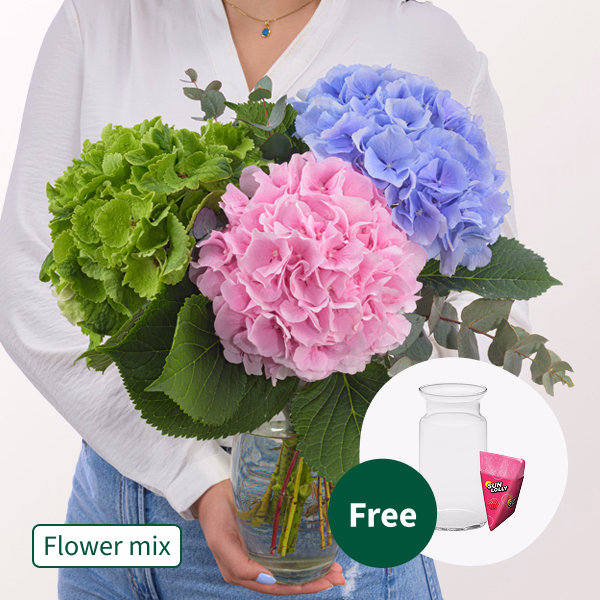 Dreamlike Hydrangea with Eucalyptus with SunLolly Raspberry & vase