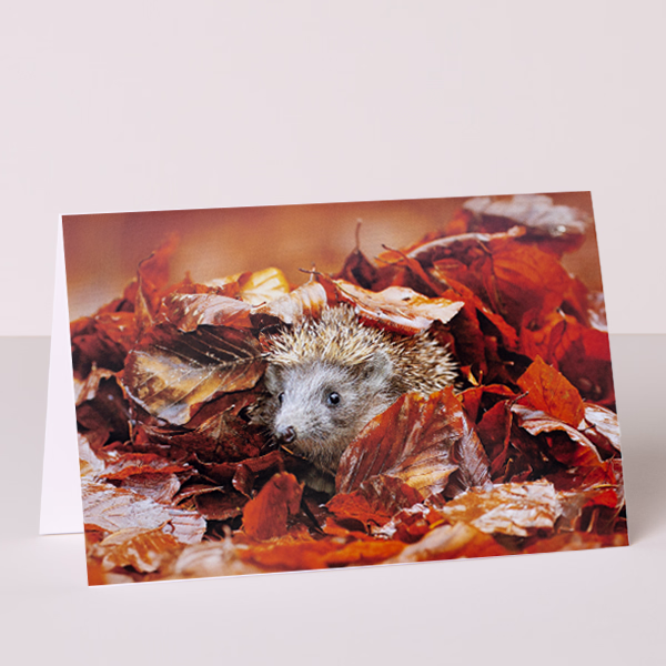Greeting Card Autumn