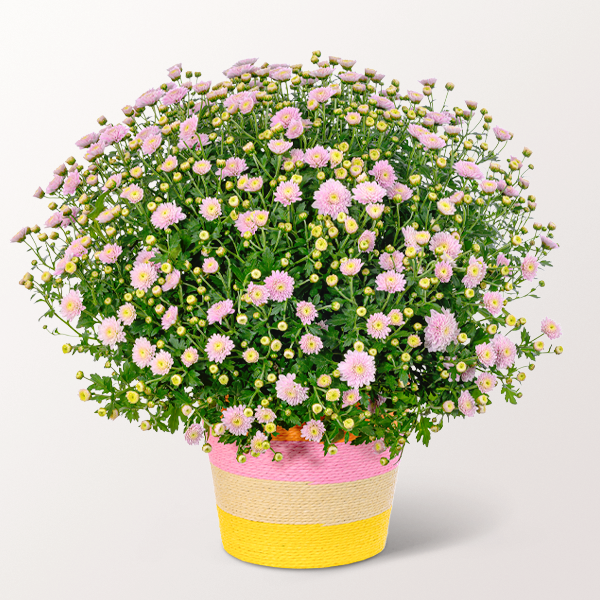 Rosa Chrysanthemen im bunten Seegraskorb