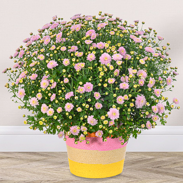 Light pink chrysanthemums in a colourful sea grass basket