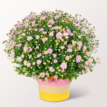 Light pink chrysanthemums in a colourful sea grass basket