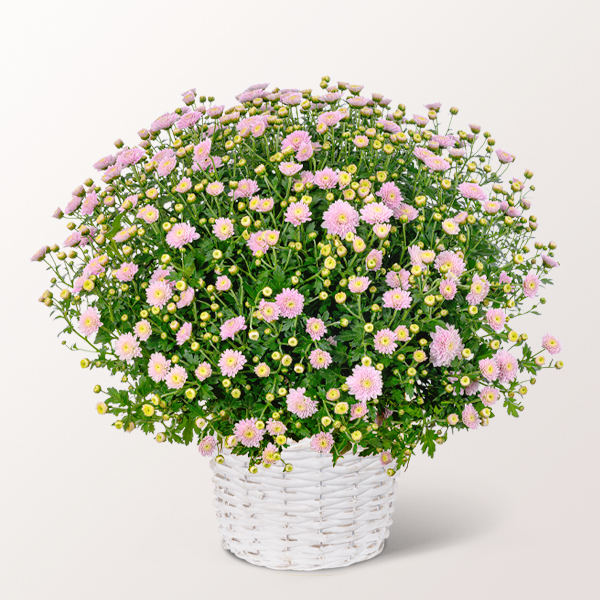 Rosa Chrysanthemen im weißen Korb