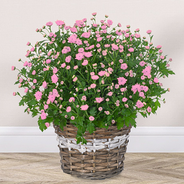 Light pink chrysanthemums in a white basket