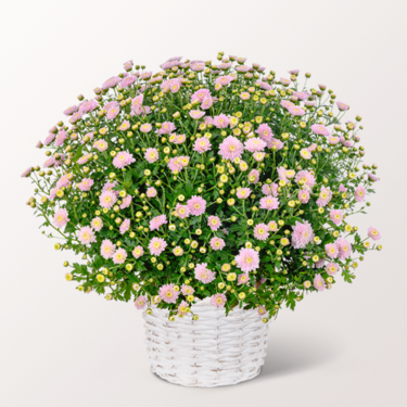 Light pink chrysanthemums in a white basket Light pink chrysanthemums in a white basket