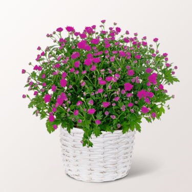 Pinke Chrysanthemen im weißen Korb
