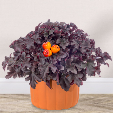 Pink chrysanthemums in a pumpkin pot
