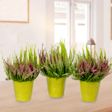 3er Set hübsche Heide (Calluna Gardengirls®)