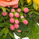 Blumenstrauß Sonnengrüße mit 2 Kinokarten & Vase