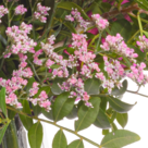 Blumenstrauß Herbstbrise mit Vase