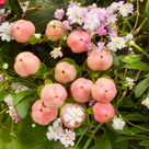 Blumenstrauß Blütenkuss mit Vase