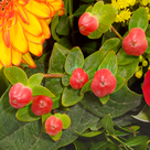 Blumenstrauß Landpartie mit Vase