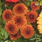 Blumenstrauß Landliebe mit Vase & Ferrero Raffaello