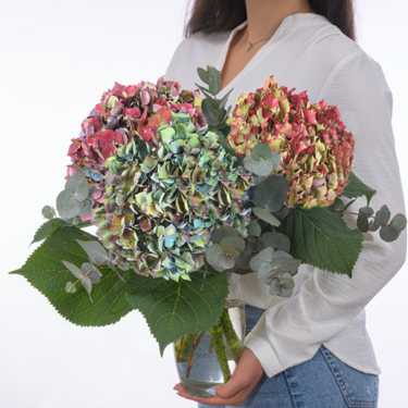 Autumnly Hydrangea with eucalyptus