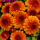 Blumenstrauß Goldener Herbst mit Vase & Ferrero Raffaello