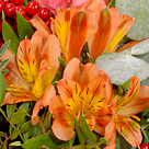 Blumenstrauß Herbsterwachen mit Vase & Ferrero Raffaello